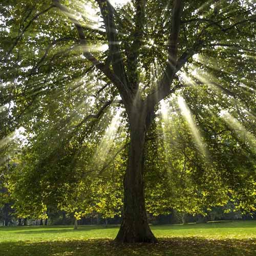 A square image of sunshine glowing through the canopy of an American sycamore tree.