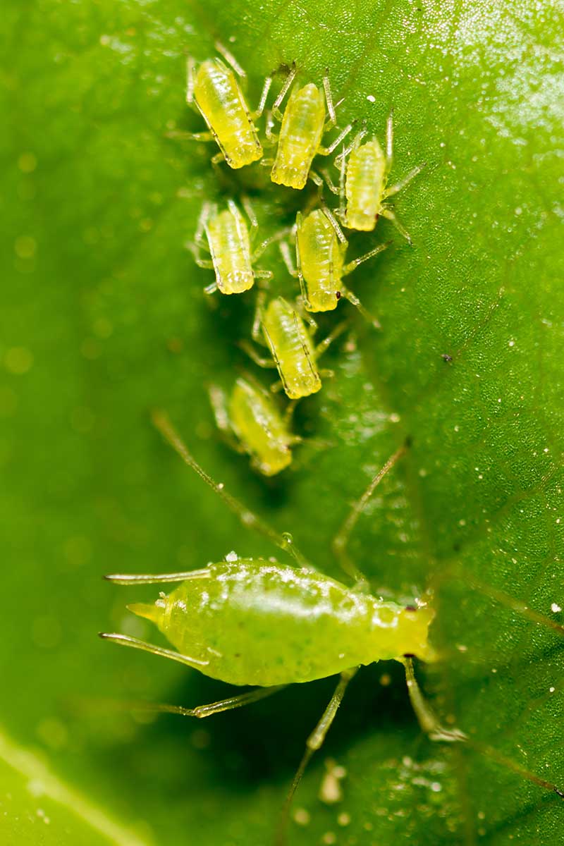 A vertical overhead image of baby aphids gathering next to their parent on a green leaf outdoors.