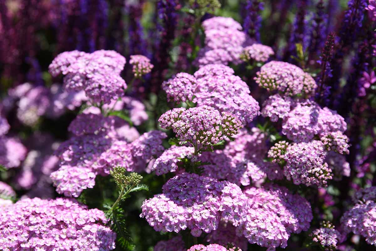 A close up horizontal image of the pinkish-purple flowers of 'Apple Blossom' yarrow growing in the garden in bright sunshine.