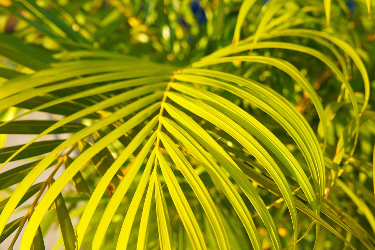 A horizontal close-up image of green bamboo palm fronds, which take on a yellowish hue from the sun.