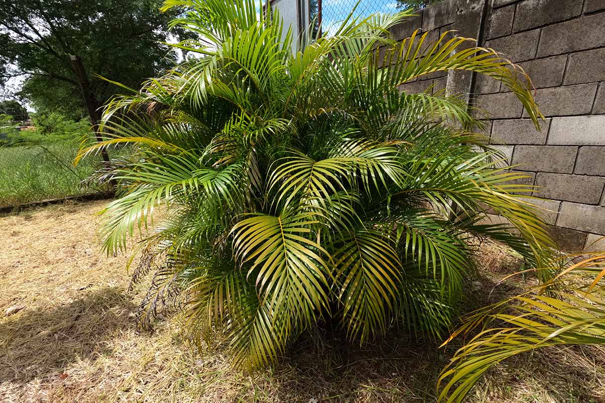 A horizontal image of an outdoor bamboo palm (Chamaedorea seifrizii) plant, growing from a bed of pine straw next to a chain-link fence and cinder block wall.