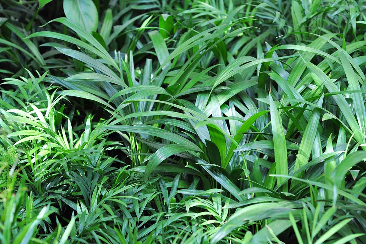 A horizontal image of glossy green bamboo palms (Chamaedorea seifrizii) plants growing among other leafy green plants in a partially shaded outdoor garden.
