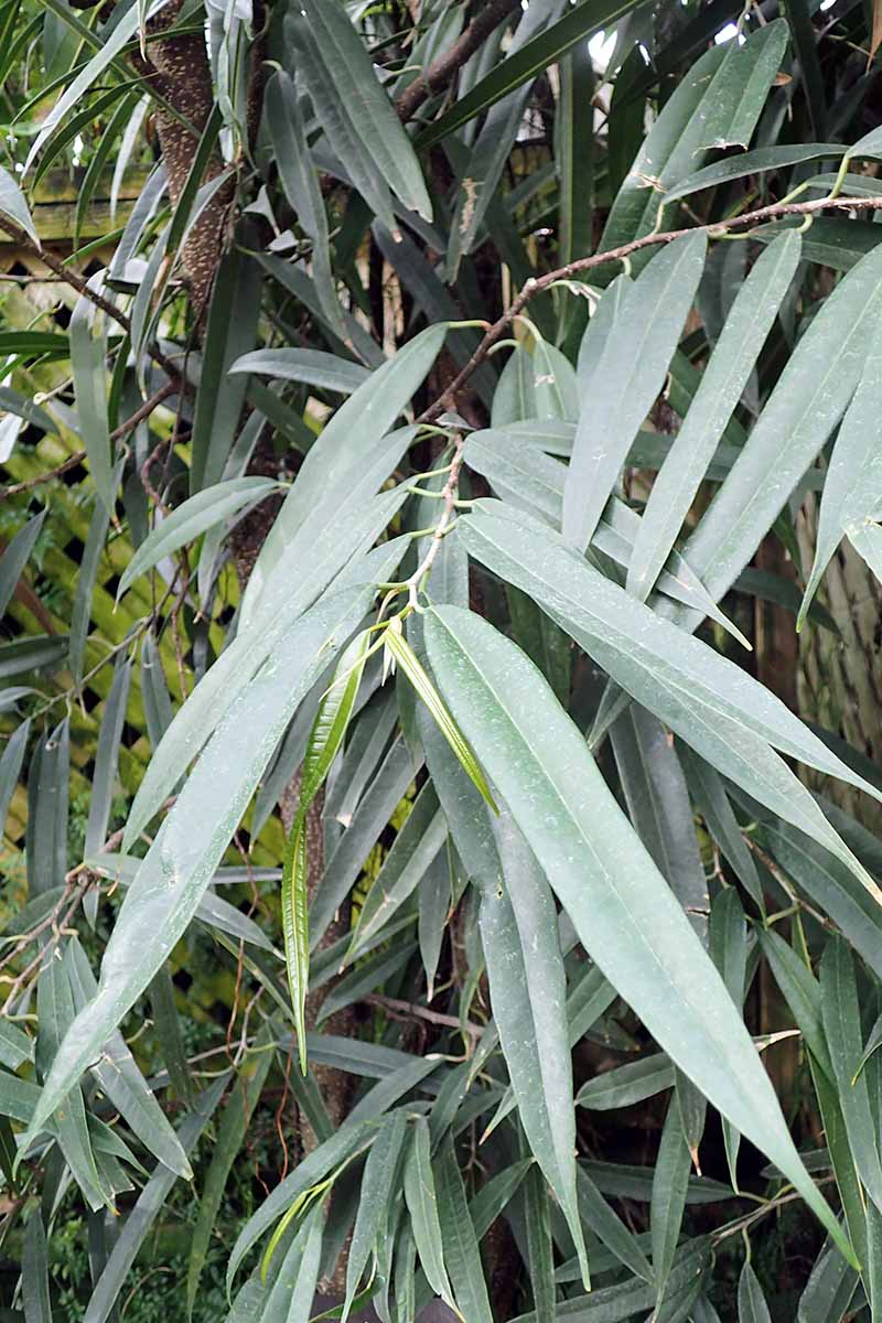 A vertical image of the pale green foliage of a banana leaf fig growing outdoors on a cloudy day.