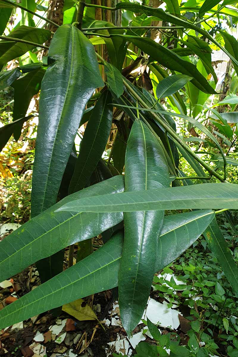 A vertical image of a Ficus maclellandii and its long, glossy green leaves growing in an outdoor garden.
