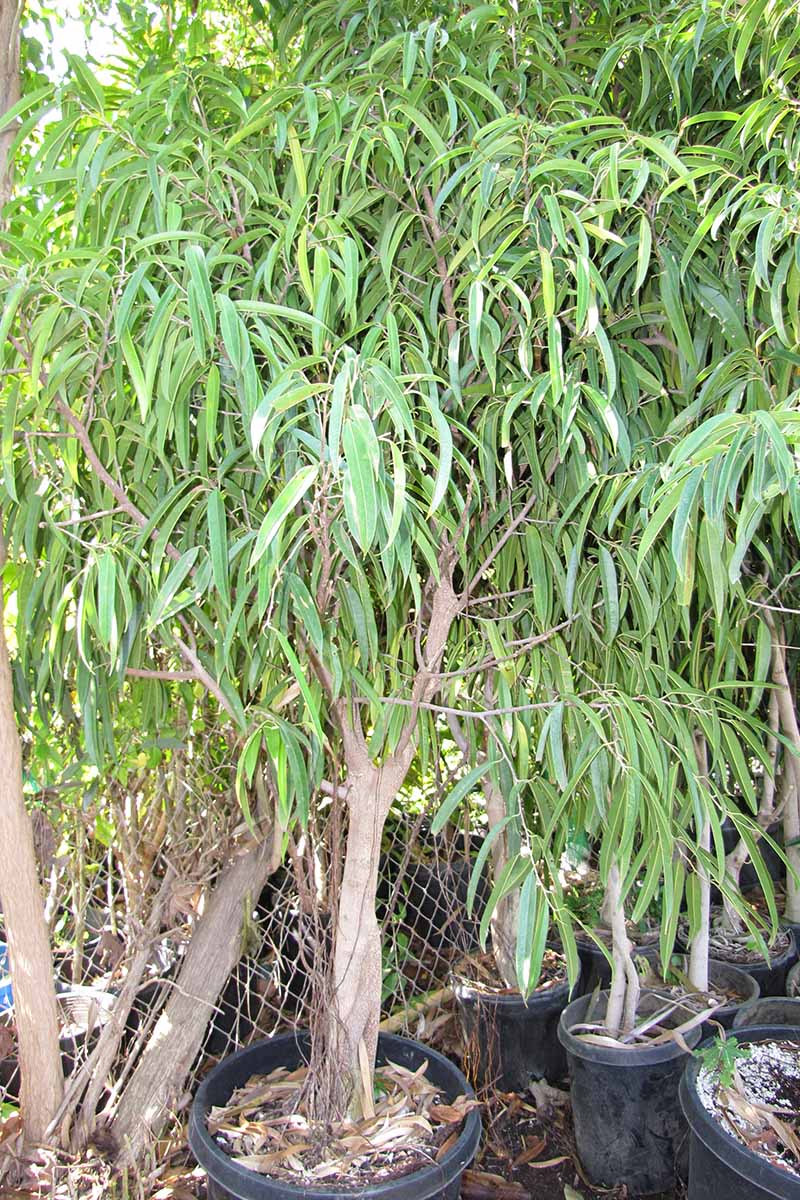 A vertical image of Ficus maclellandii plants growing in black nursery containers outdoors next to a chain-link fence.