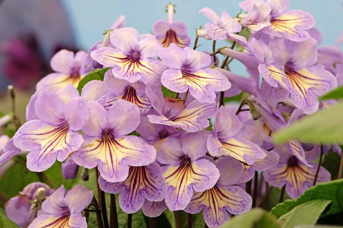 A horizontal photo of a Streptocarpus in flower. The frame is filled with lavender flowers with yellow shading on the center of the petals and a dark purple center.