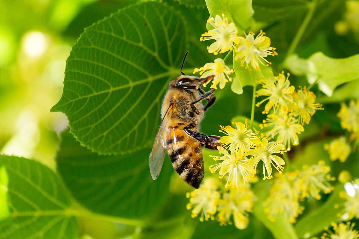 A close up horizontal image of a bee feeding from the nectar from linden flowers.