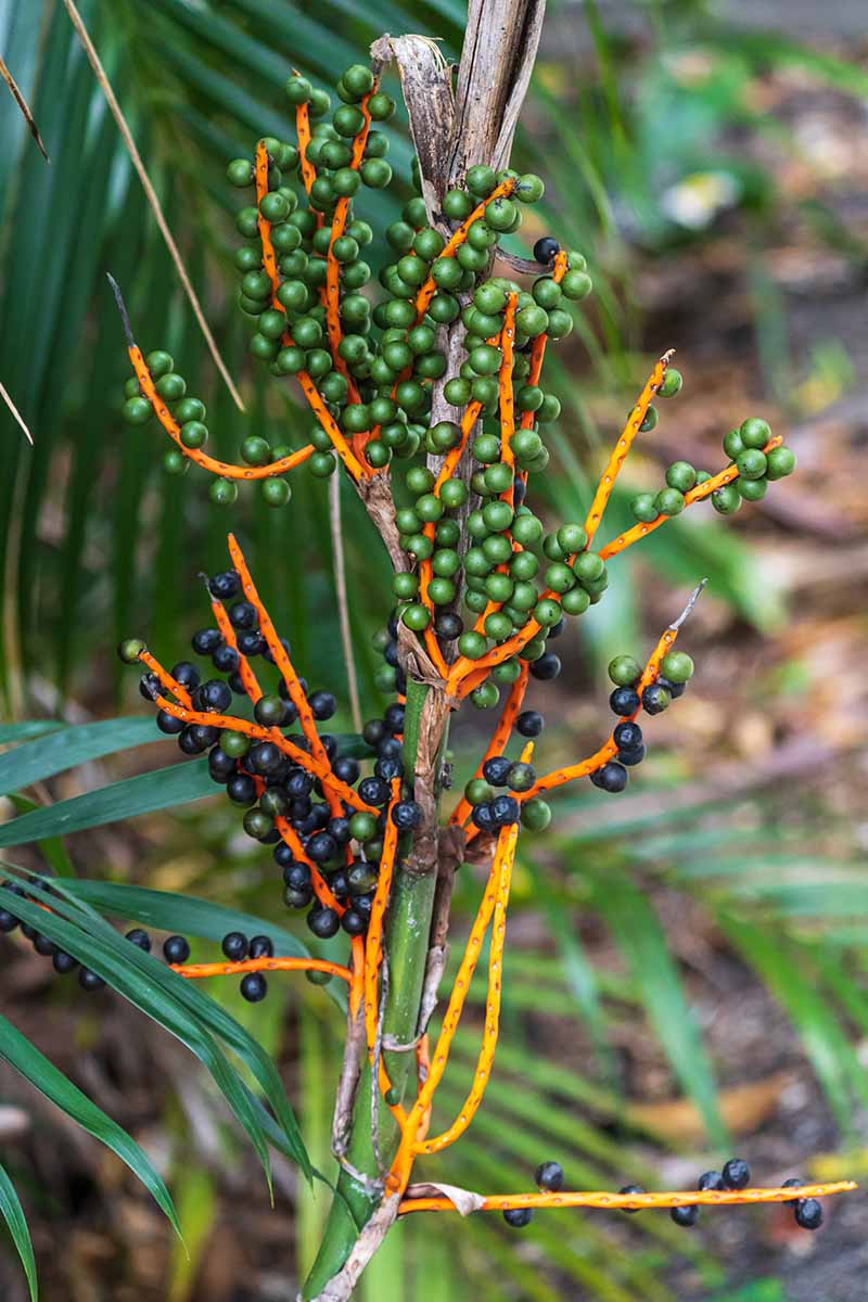 A vertical image of the green and black berries of a bamboo palm, borne on bright orange stems. The entire plant is growing in front of other Chamaedorea seifrizii leaves in the background.