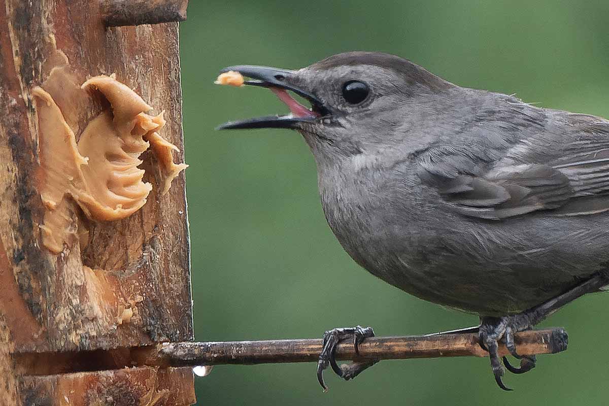 A horizontal shot of a gray caybird perched on a peanut butter feeder with a little tad of peanut butter in its beak.