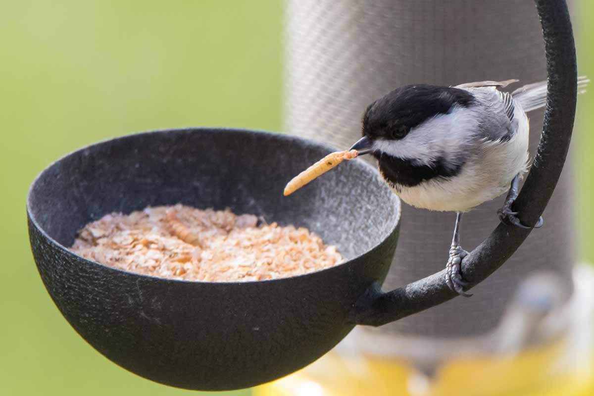 A horizontal photo of a Carolina chickadee with a mealworm in its beak as it sits on the side of a feeder.
