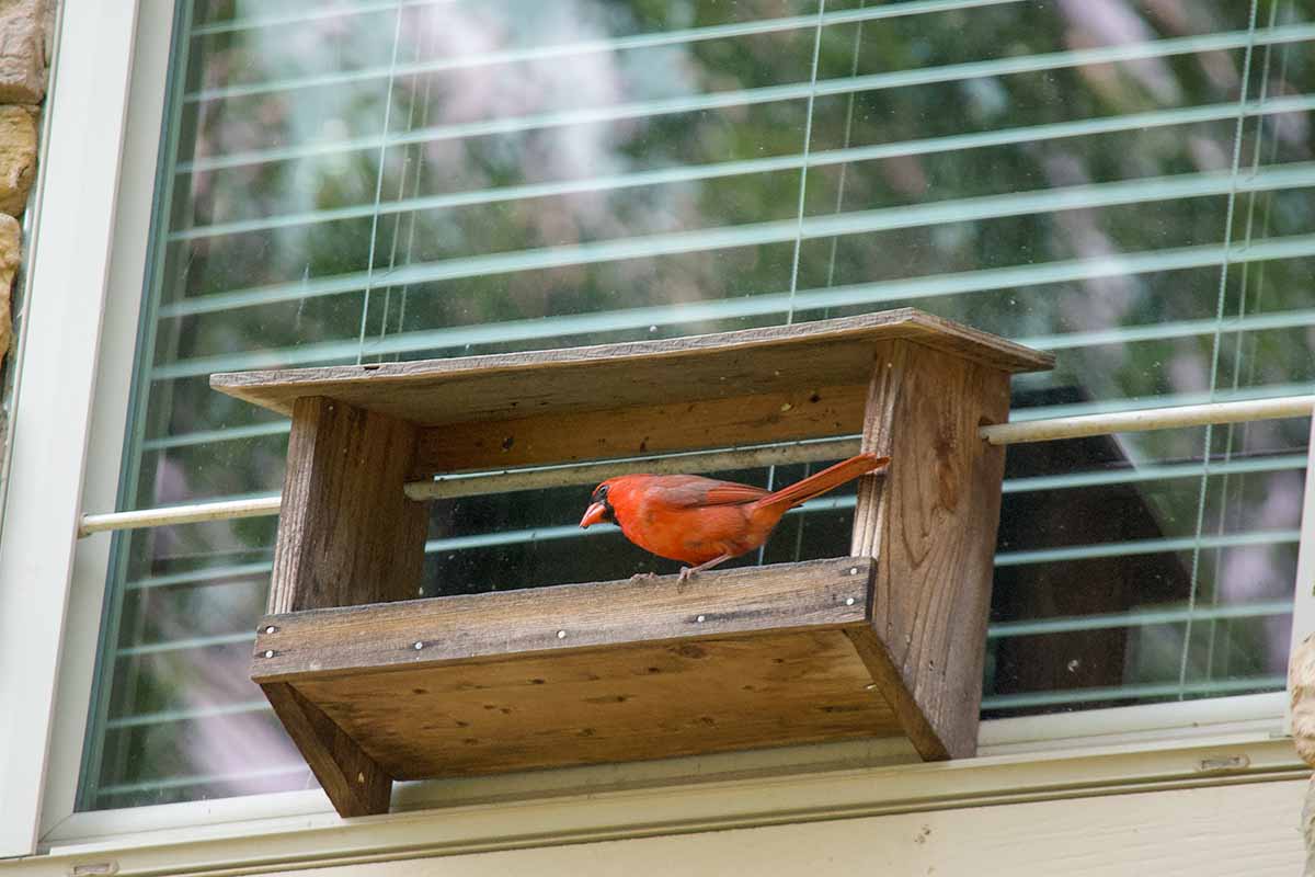 A horizontal shot of a wooden feeder attached to the outside of a window. On the feeder sits a red cardinal.