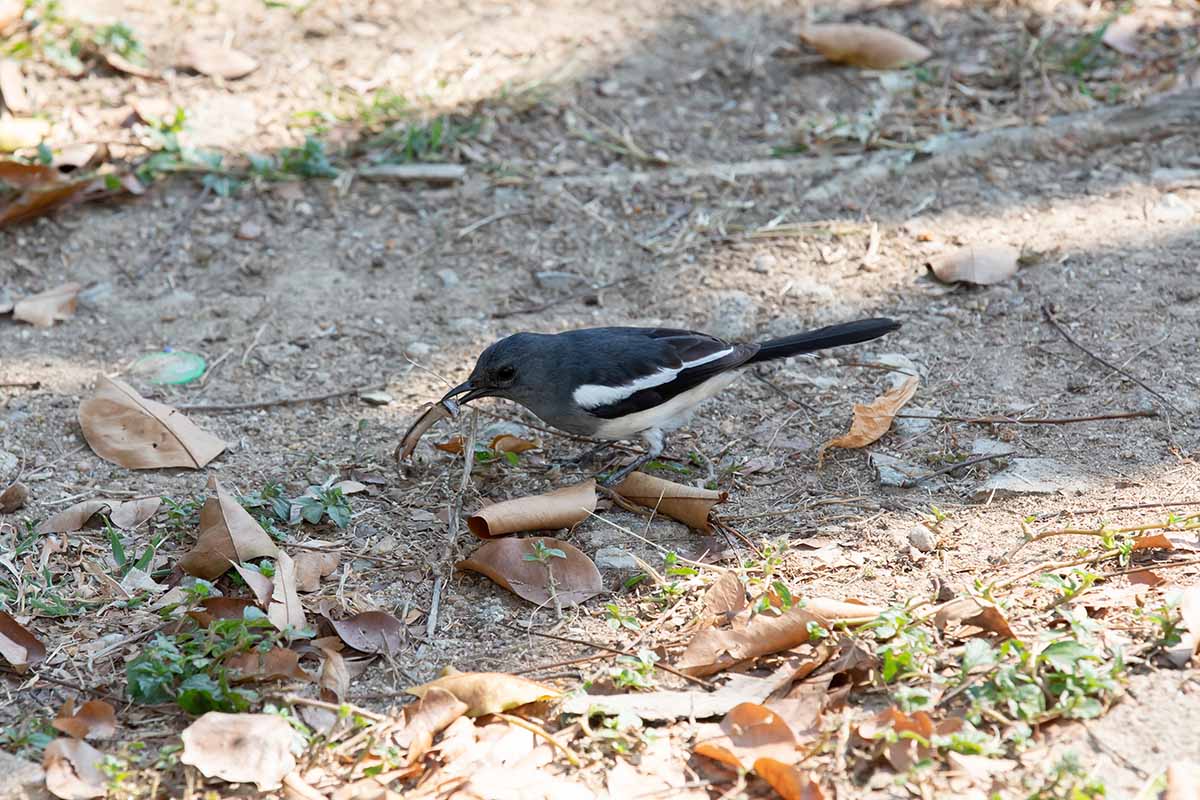 A horizontal photo of a black and white bird with a long beak feeding from the ground with fall foliage around him.