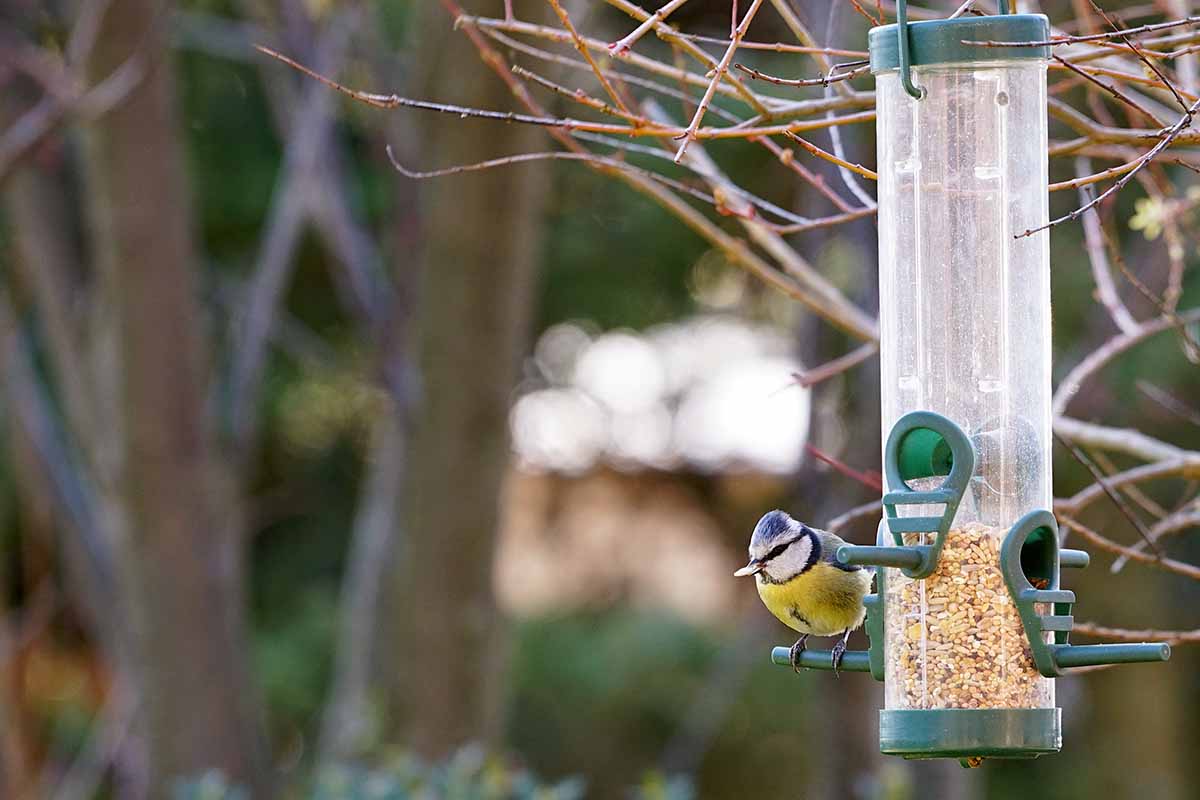 A horizontal shot of a Eurasian blue tit sitting on a perch of a plastic feeder silo.