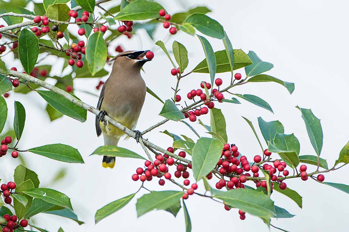A horizontal shot of a cedar waxwing sitting in the middle of a holly tree, with a berry in its beak.
