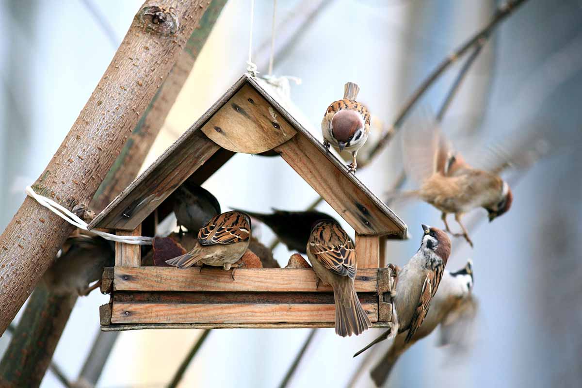 A horizontal photo of a wooden feeder in a tree filled with many birds feeding.