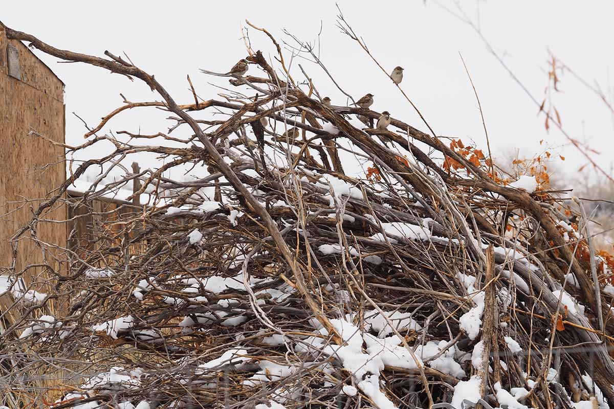 A horizontal photo of a brush pile with portions covered in snow. On the top branches of the pile are a few birds resting.