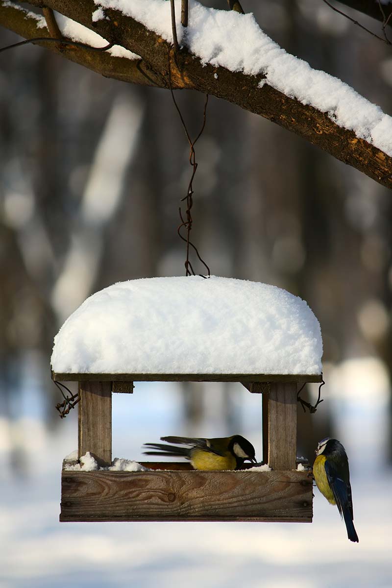 A vertical shot of a bird feeder covered in snow hanging from a tree. Inside the feeder are two titmouse birds feeding.