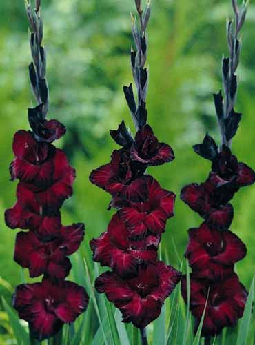 A close up of 'Black Star' gladiolus flowers growing in the garden pictured on a soft focus background.