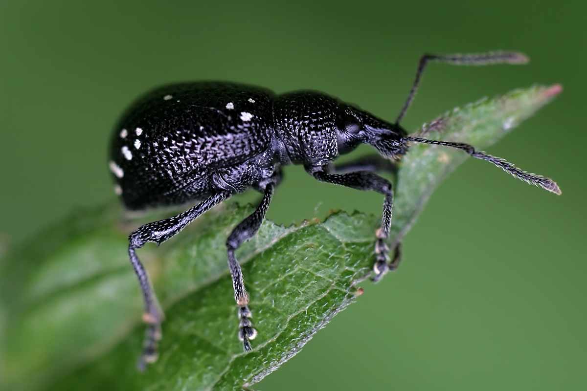 A horizontal image of an adult black vine weevil consuming a leaf against a fuzzy green background.