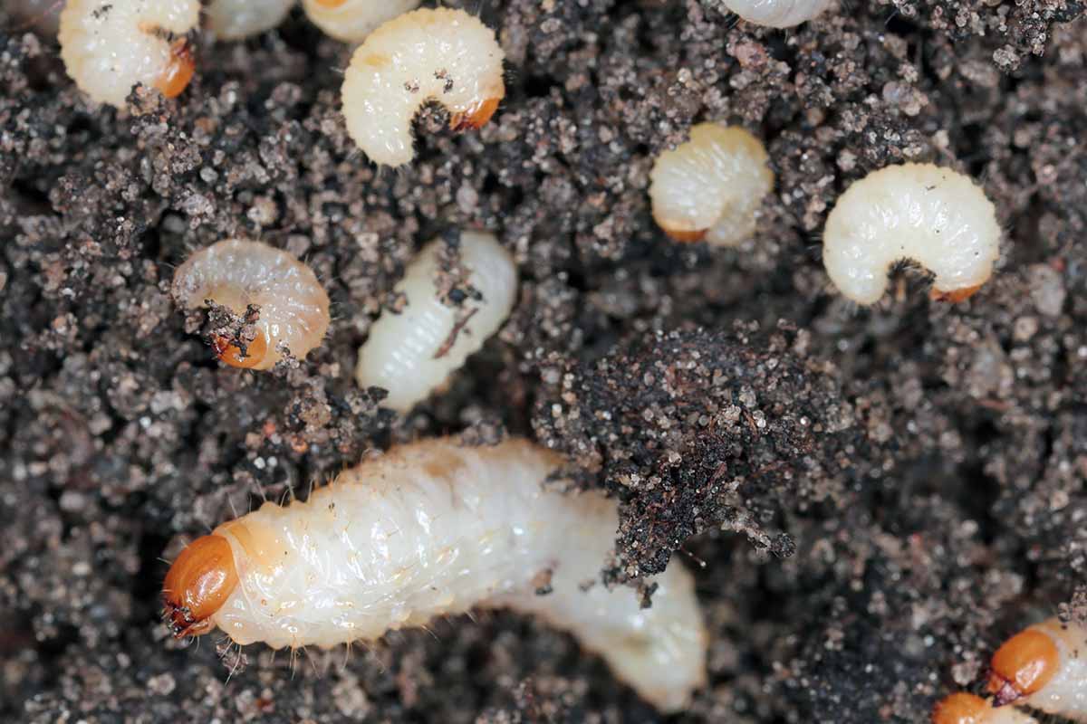 A horizontal image of the brown-headed, white-bodied, and c-shaped larvae of black vine weevils burrowing their way through soil.