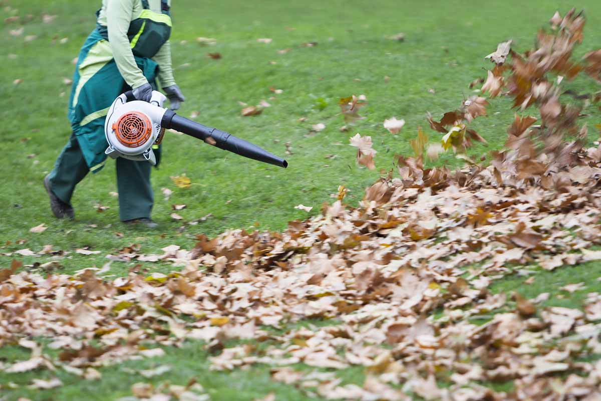 A close up horizontal image of a person operating a device for blowing leaves off a lawn in fall.