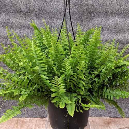 A square shot of a Boston fern in a dark brown hanging pot. The plant is sitting on a wooden table with a mottled gray backdrop.