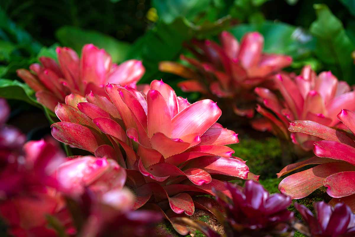A close up horizontal image of bright red bromeliads growing outdoors in the garden.