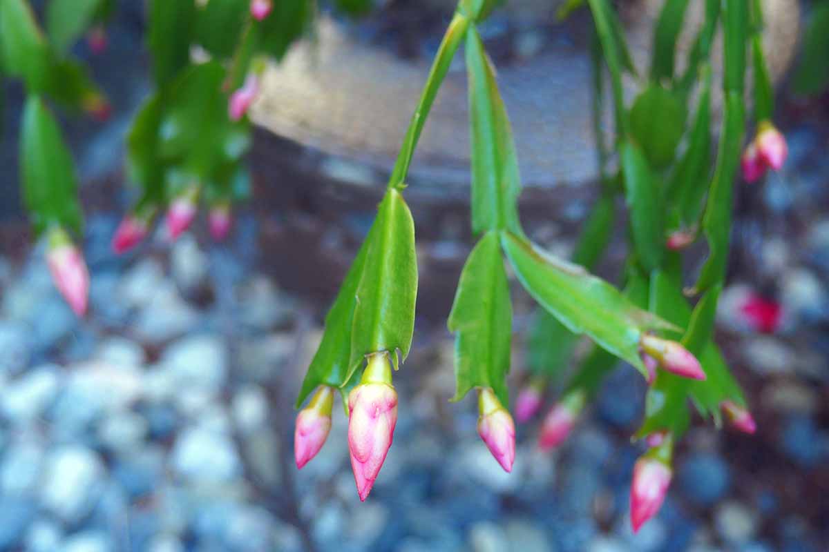 A horizontal close up of several small pink and white buds on a holiday cactus plant.