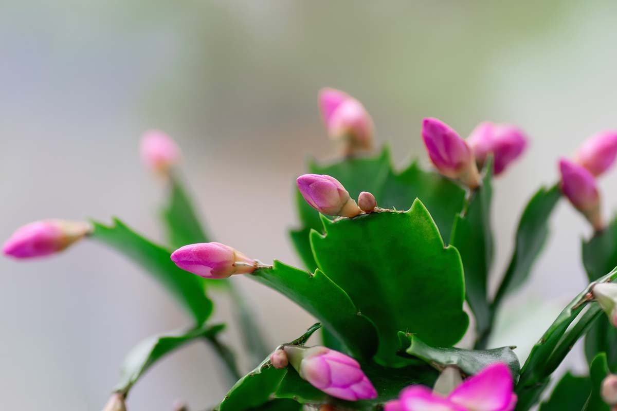 A close up horizontal image of the buds on a Thanksgiving cactus pictured on a soft focus background.