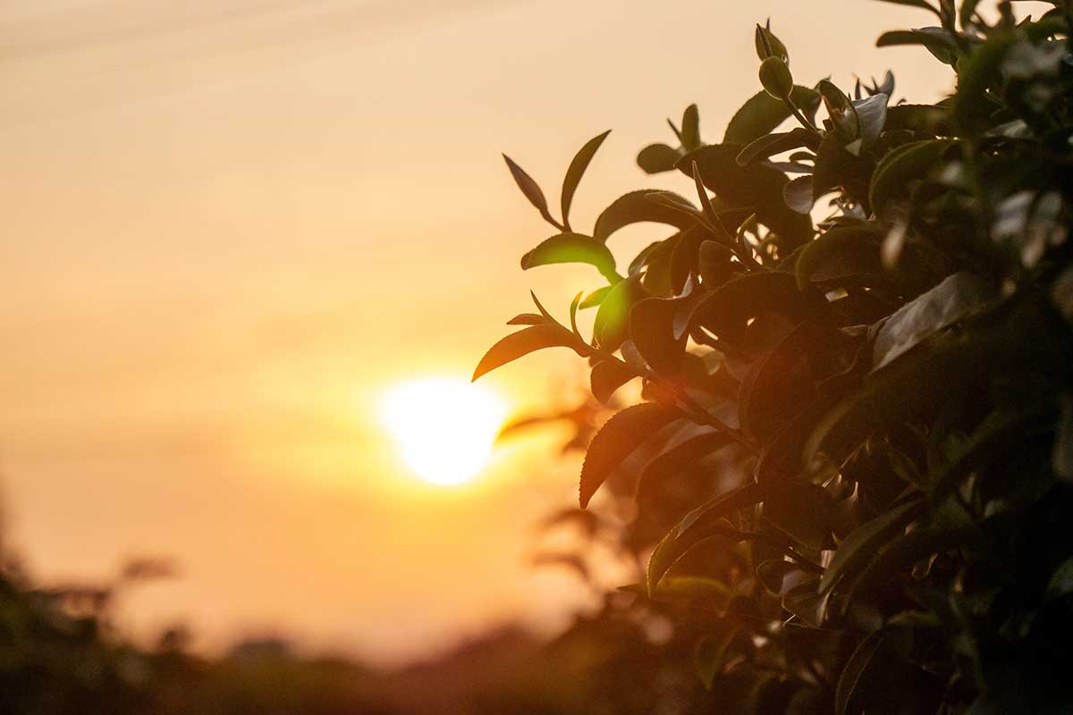 A horizontal profile of a shrub with the setting sun in the background.