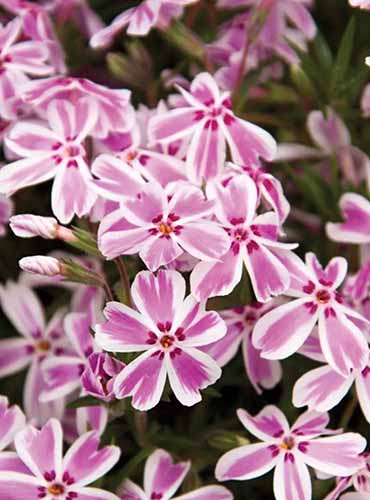 A close up of the pink and white flowers of 'Candy Stripe' phlox growing in the garden.