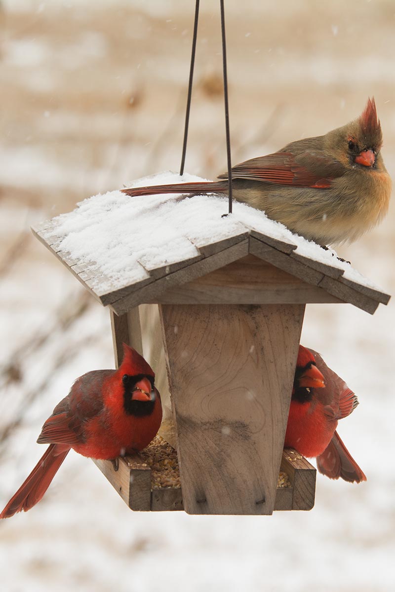 A vertical shot of a wooden bird feeder hanging from a tree with a light dusting of snow covering it. On either side of the feeder is a red cardinal on the perch.