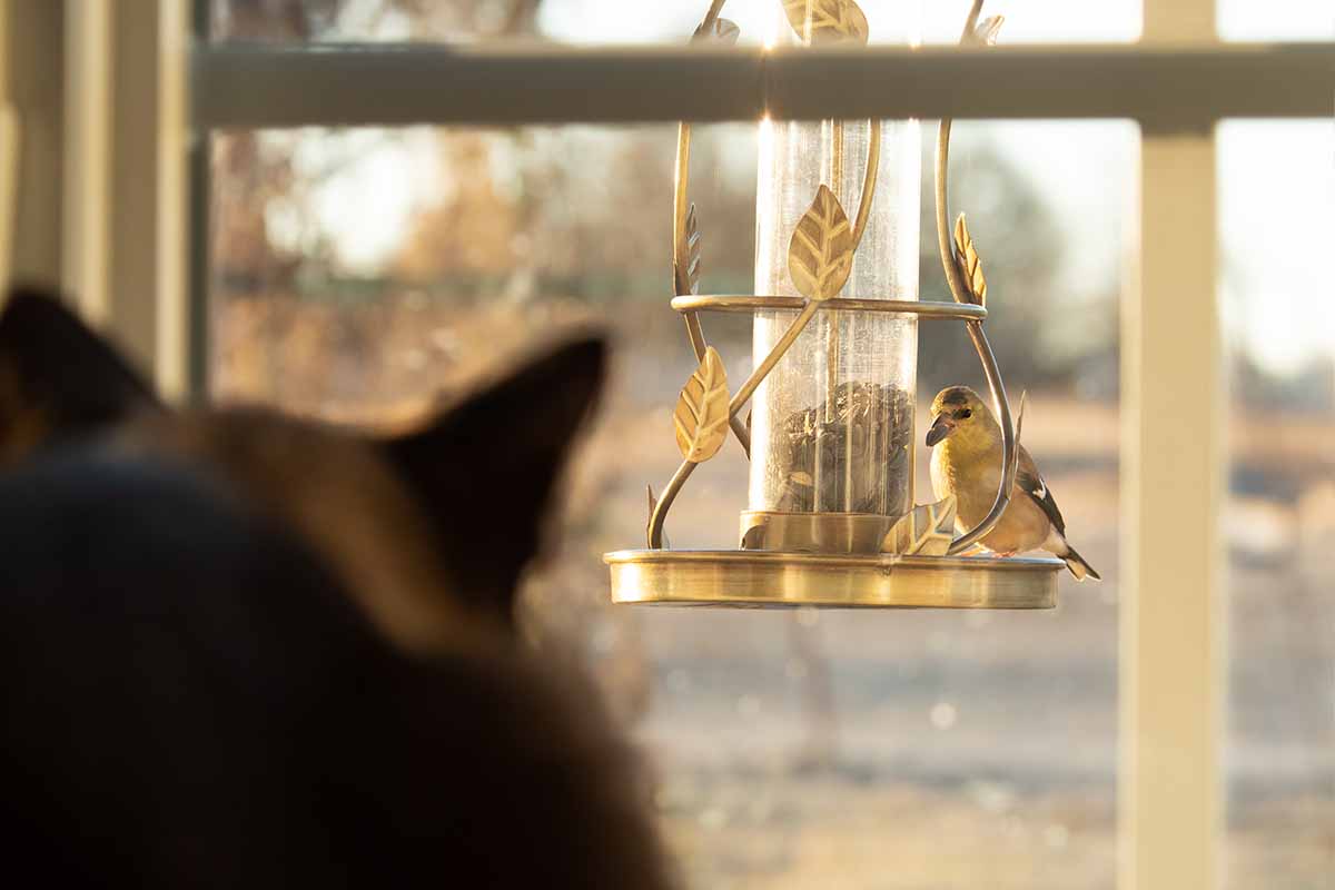 A horizontal shot of a cat watching a bird feeder through a window.