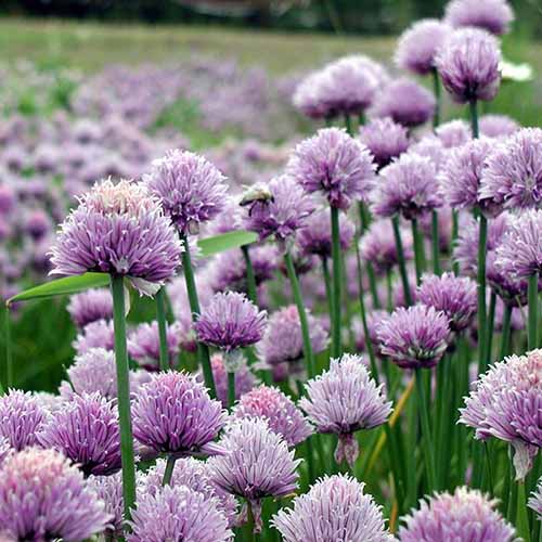 A close up square image of chives in full bloom in the garden.