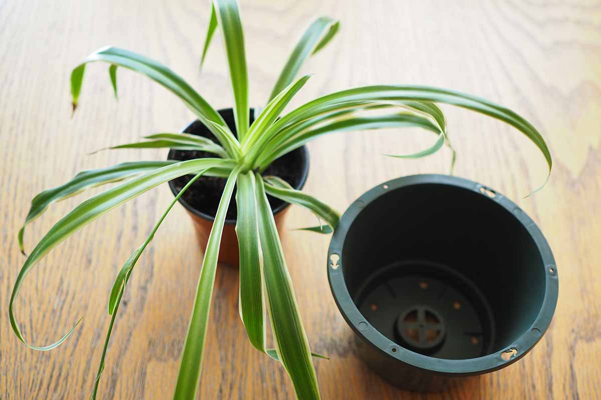 A horizontal shot of a small houseplant in a nursery pot with a larger empty pot to the right, both sitting on a wooden table.
