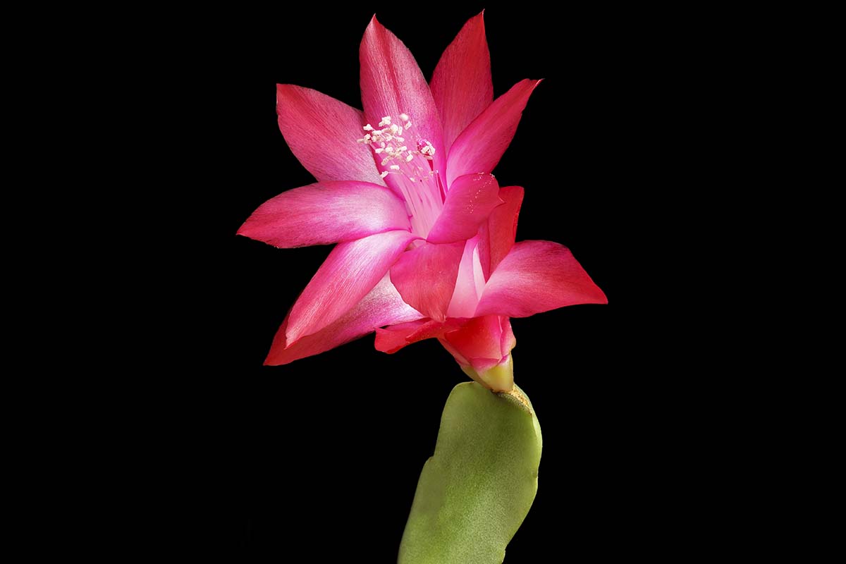 A close up horizontal image of a bright pink flower of a Schlumbergera plant pictured on a black background.