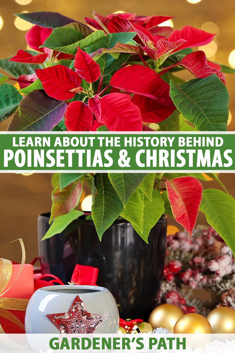 A vertical shot of a Christmas poinsettia plant in a black pot surrounded by Christmas decorations. Green and white text runs across the center and bottom of the frame.