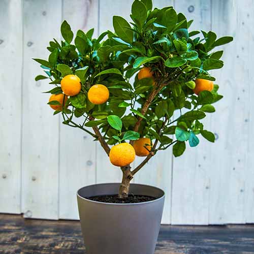 A close up of a potted dwarf clementine tree set on a wooden surface.