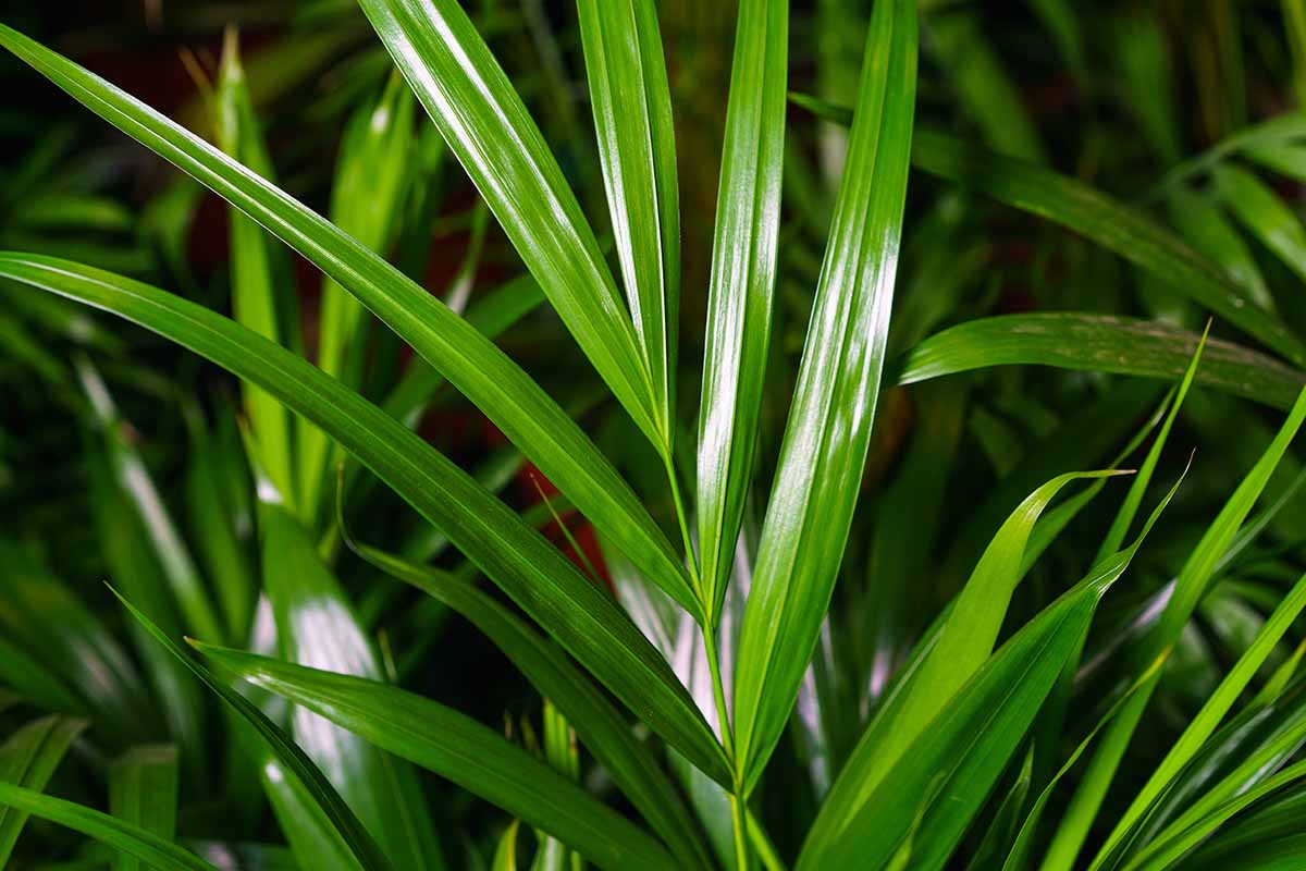 A horizontal image of the shiny green fronds of Chamaedorea seifrizii growing indoors in front of other bamboo palm leaves.