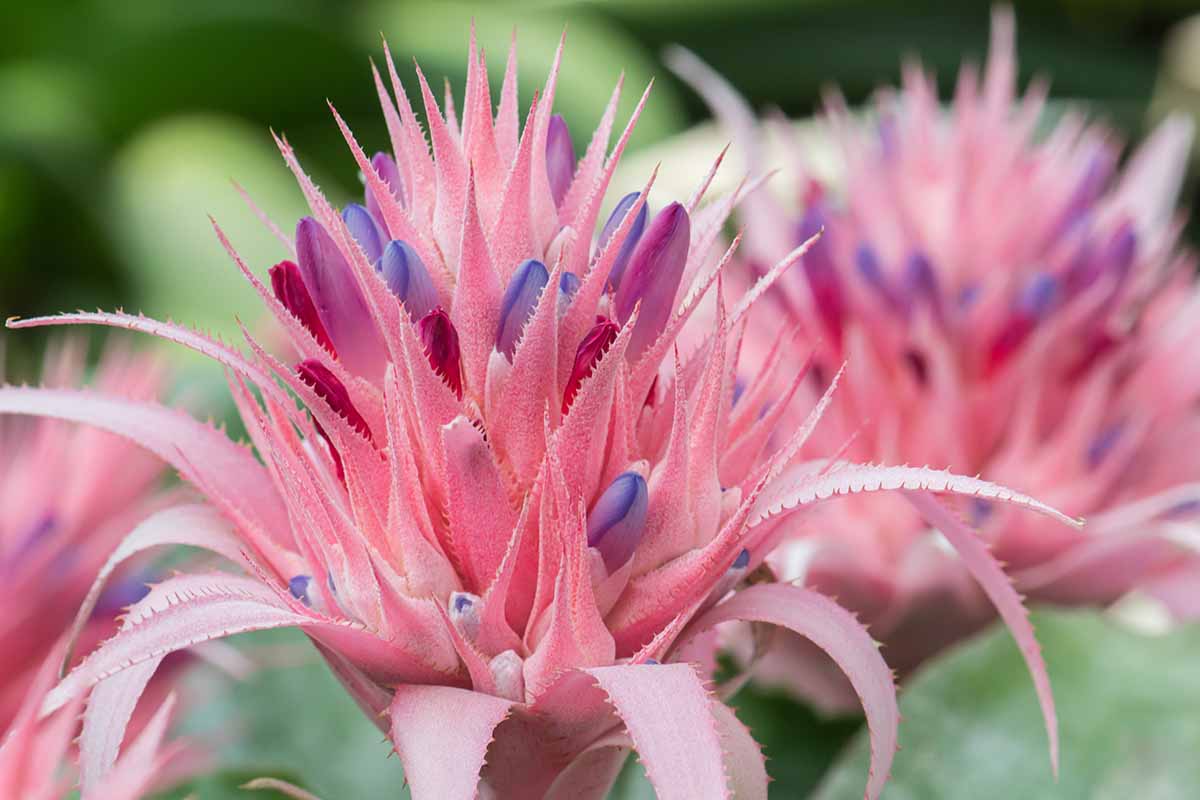 A close up horizontal image of a bright pink and purple bromeliad flower growing in the garden.