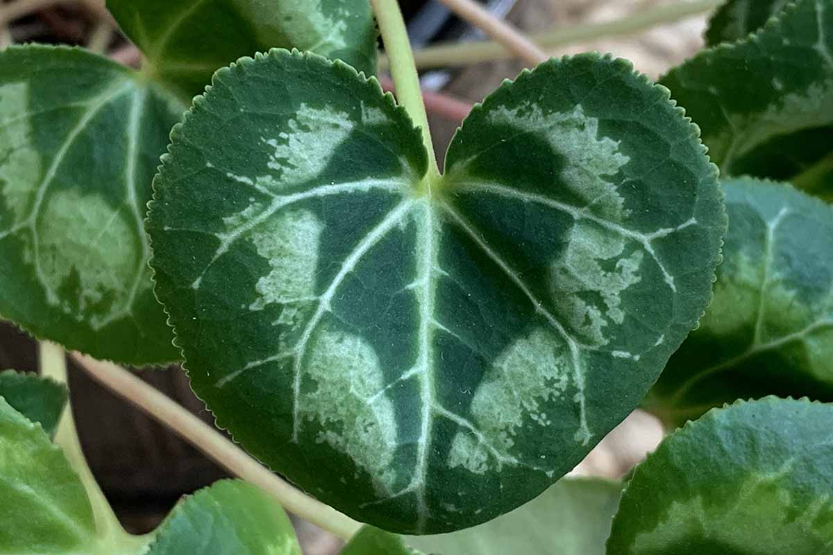 A horizontal close up of a cyclamen leaf. The leaf is dark green with light green veining and patches extending out.
