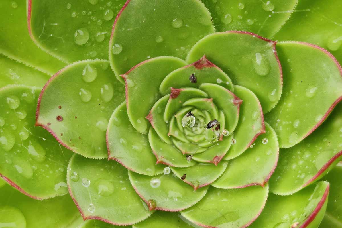 A horizontal close up of a succulent with raindrops on the leaves.