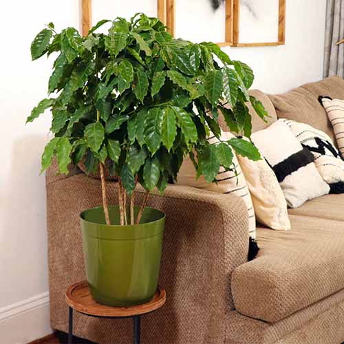 A square image of a coffee plant growing in a green pot on a side table next to a couch.