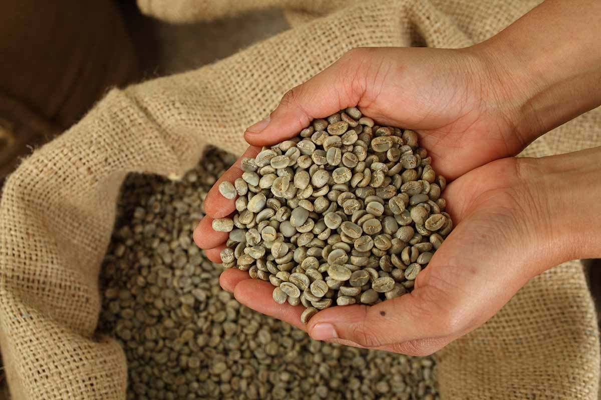 A close up horizontal image of two hands from the right of the frame holding up a pile of unroasted coffee beans with a sackful below.