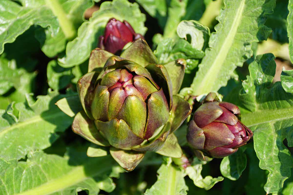 A close up horizontal image of a 'Colorado Star' red artichoke growing in the garden pictured in bright sunshine.