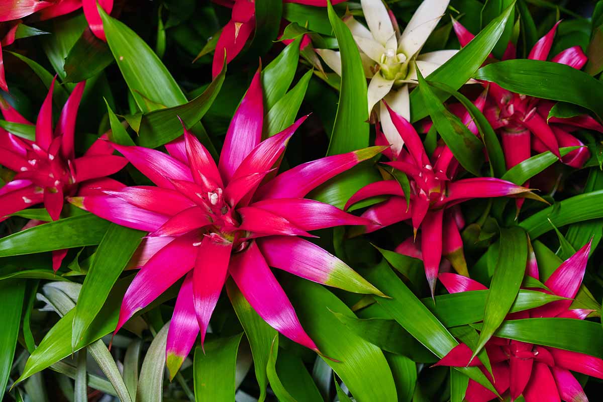 A horizontal close up photo shot from above of an indoor dark pink bromeliad flower and other foliage behind.