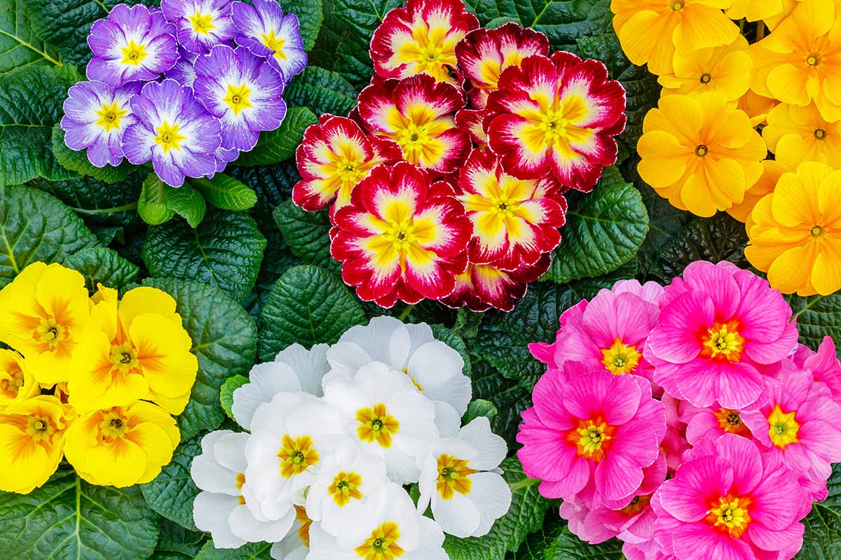 A horizontal shot from above of a variety of colorful primroses in bloom.