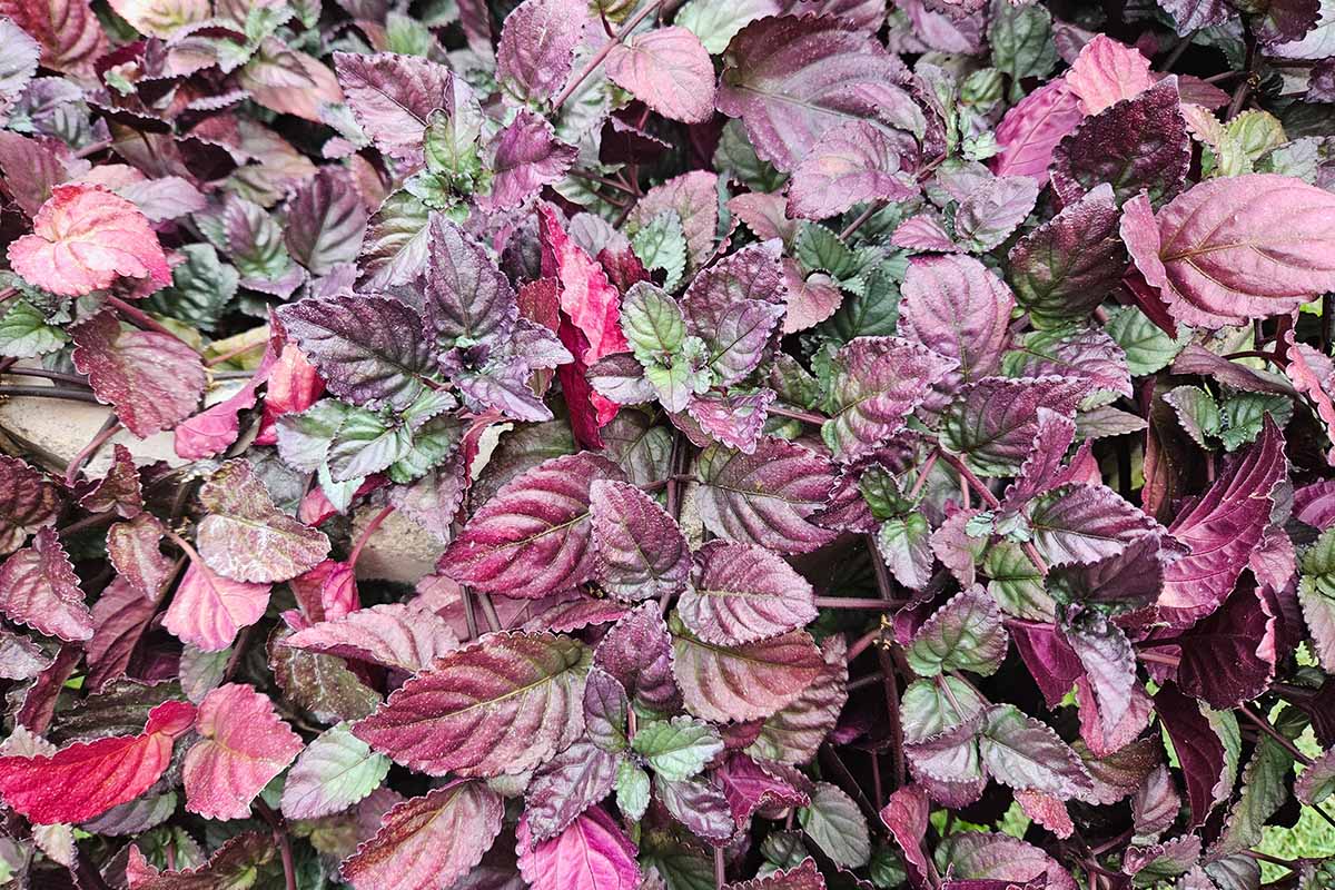 A horizontal overhead shot of a bed of red, purple, and green Strobilanthes alternata leaves growing outdoors.