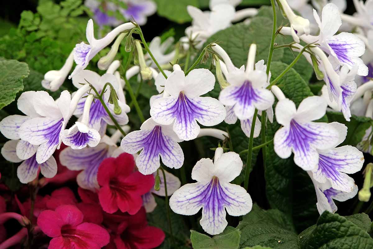 A horizontal shot of a Crystal Ice Cape primrose plant full of white blooms with bright purple flower centers.