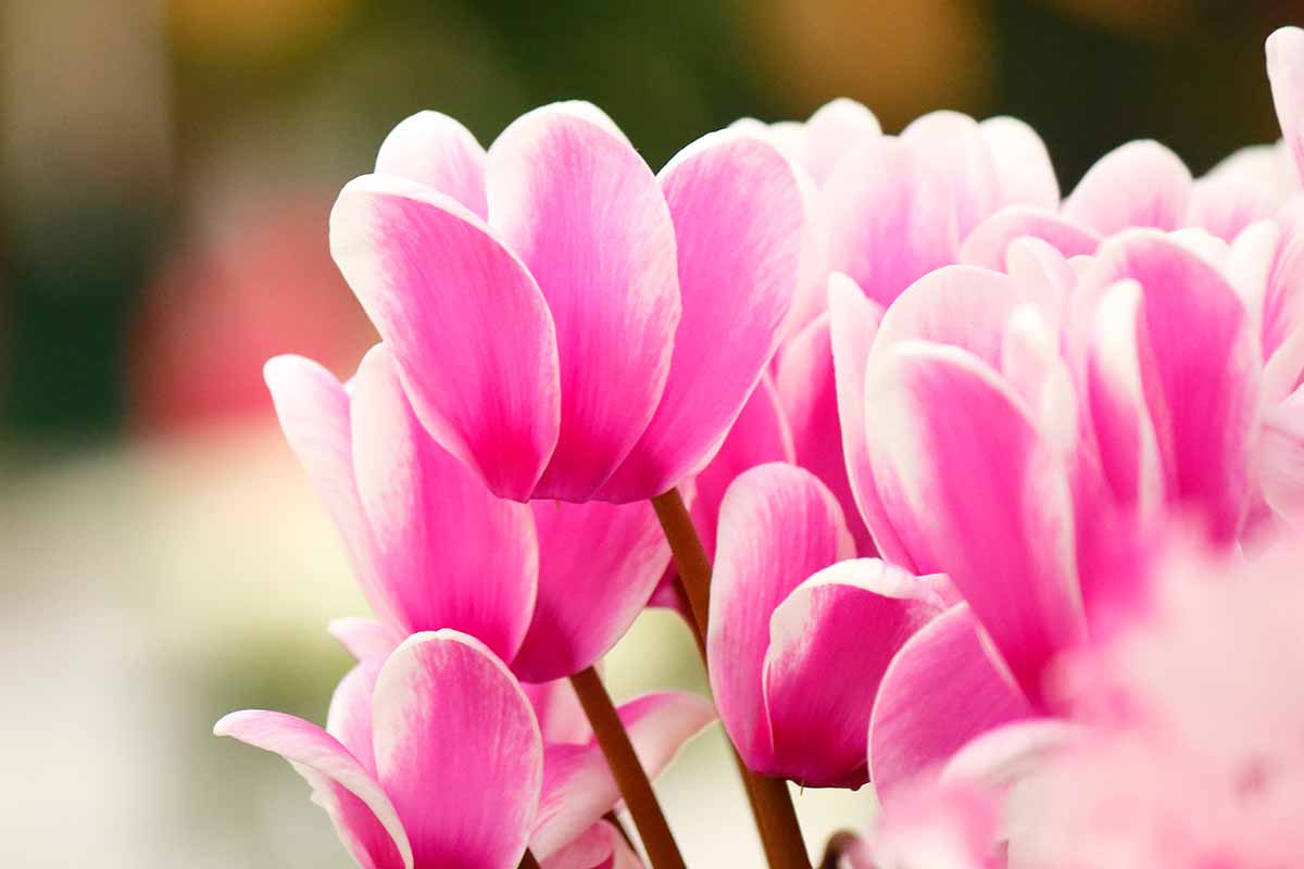 A horizontal close up of vibrant pink cyclamen flowers.